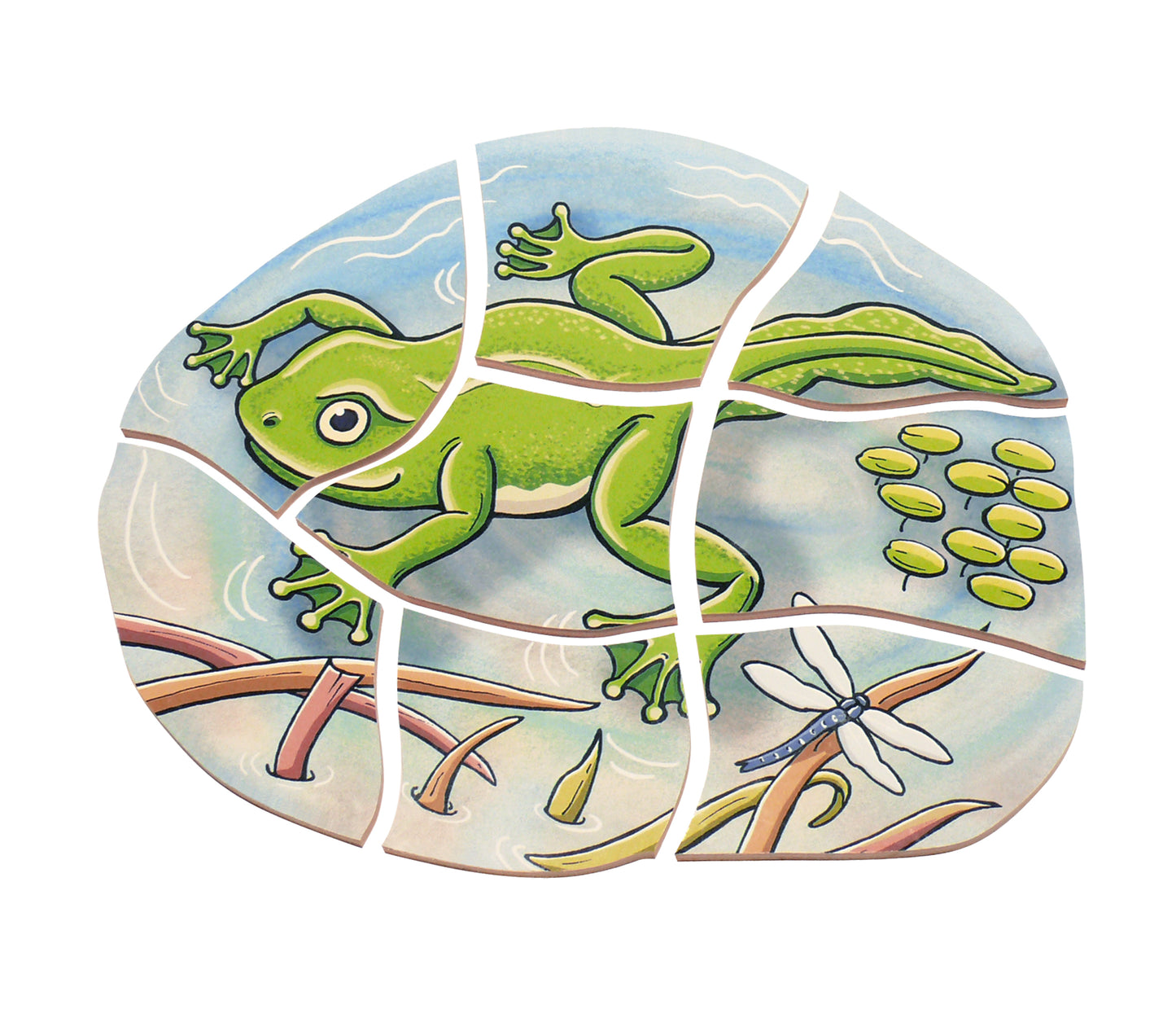 Multilayer Puzzle - Life Courses - Frog